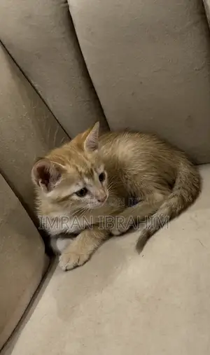 1-3 months Female Mixed Breed American Shorthair