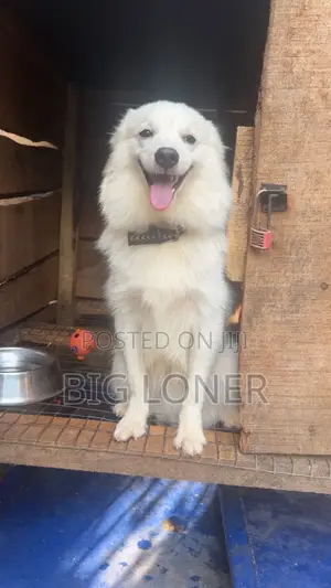 6-12 months Male Purebred American Eskimo