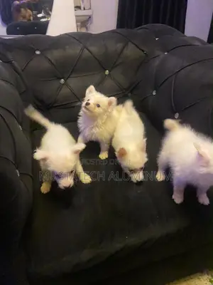 0-1 month Female Purebred American Eskimo