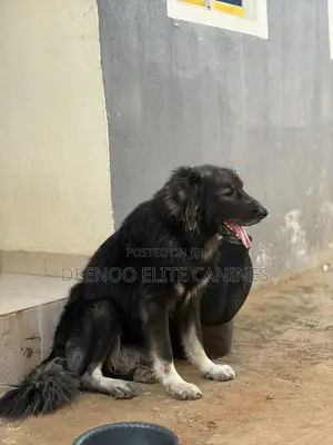 1+ year Male Purebred Caucasian Shepherd