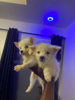 0-1 month Male Purebred American Eskimo