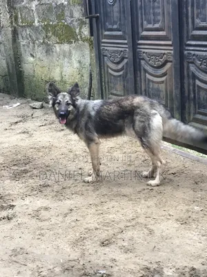 6-12 months Female Purebred German Shepherd