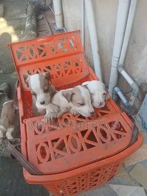 1-3 months Male Purebred American Bully
