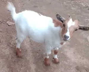 Female Goat