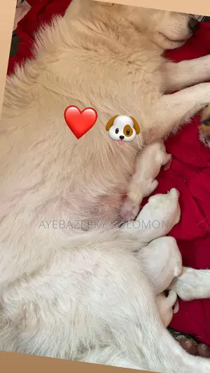 0-1 month Male Purebred American Eskimo