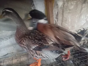 Adult Perkin Duck