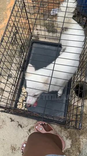1+ year Female Purebred American Eskimo