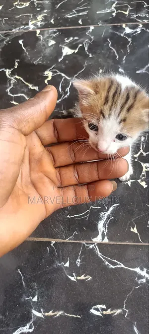 0-1 month Female Purebred American Shorthair