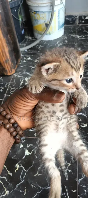 0-1 month Male Purebred American Shorthair