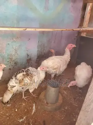 6 Months Old Local Turkey