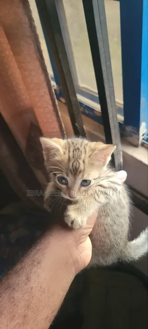 1-3 months Male Mixed Breed American Shorthair