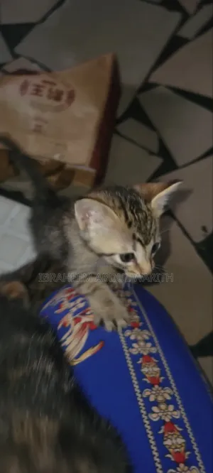 1-3 months Female Mixed Breed American Shorthair