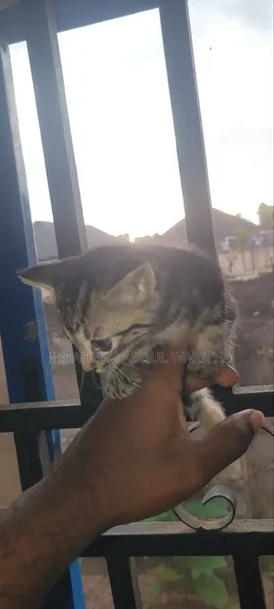 1-3 months Female Mixed Breed American Shorthair