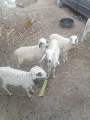 Young Lambs (Sheeps and Rams)