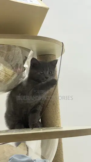 1-3 months Male Purebred British Shorthair