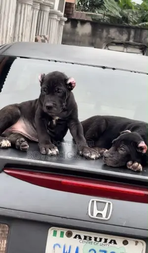 1-3 months Female Purebred Cane Corso