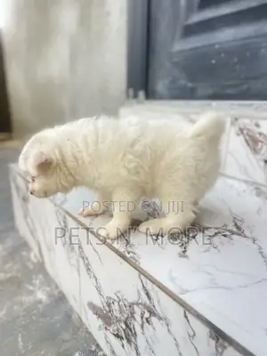 1-3 months Male Purebred American Eskimo