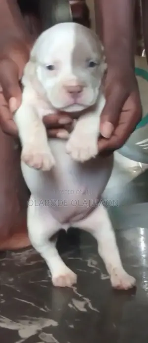 1-3 months Female Purebred American Bully
