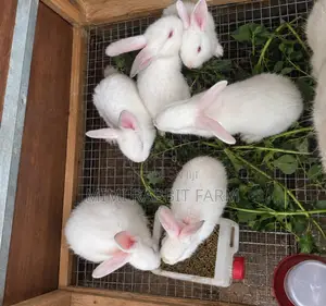 1 Month Old White New Zealand Rabbits for Sale