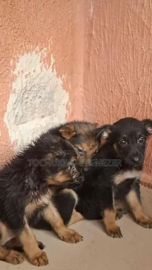 0-1 month Male Purebred German Shepherd