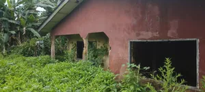 Full House Ideal for Pig Farming