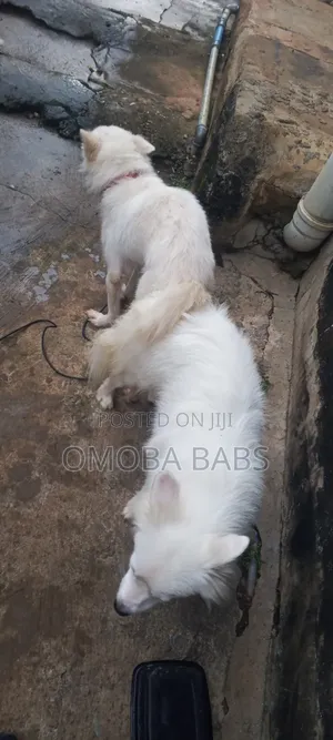 1+ year Female Purebred American Eskimo