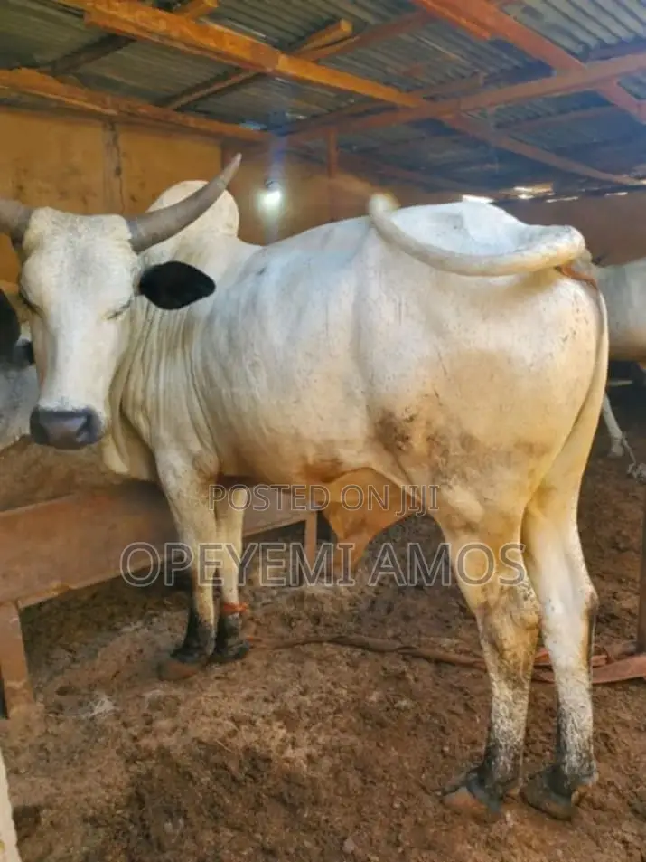 Cows for Sale