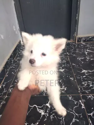 1-3 months Male Purebred American Eskimo