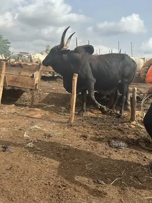 Exotic Healthy Cow for Sale – Big Size Well Fed