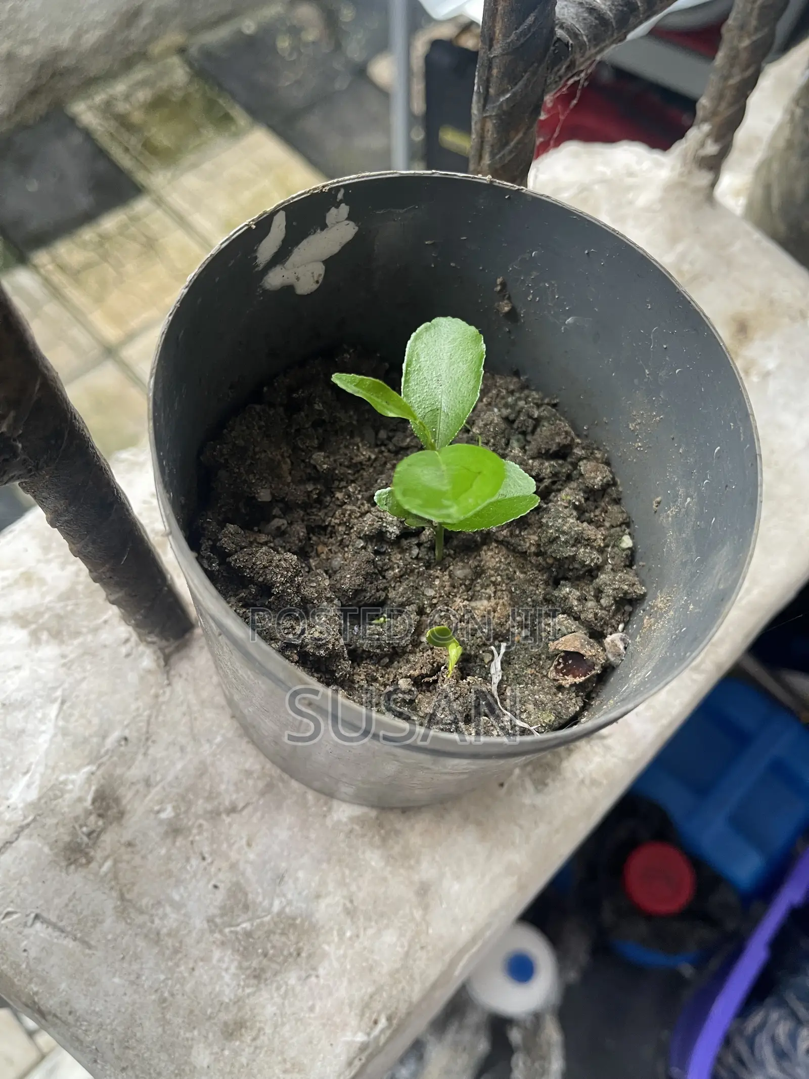 Seedling.Native Orange Seedling