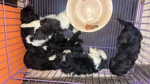 1-3 months Male Purebred Poodle