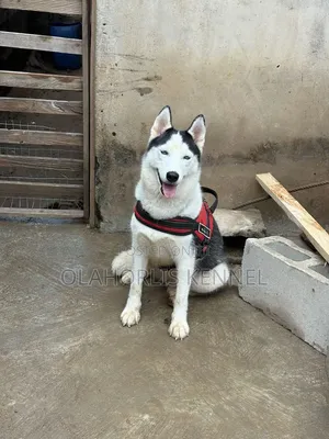 1+ year Female Purebred Siberian Husky