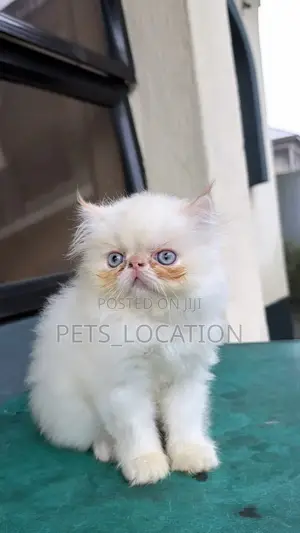 1-3 months Male Purebred Persian
