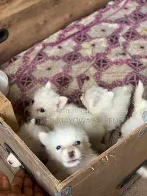1-3 months Female Purebred American Eskimo