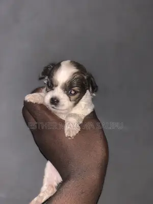 1-3 months Female Purebred Lhasa Apso