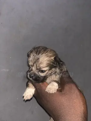 1-3 months Female Purebred Lhasa Apso