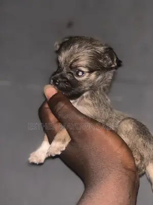 1-3 months Female Purebred Lhasa Apso