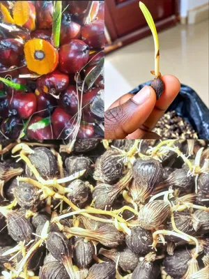 Hybrid Tenera Oil Palm Sprouted Seeds.