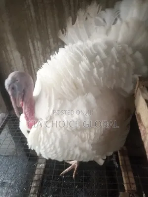 Matured Local Turkey