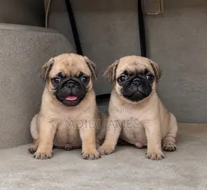 1-3 months Female Purebred Pug