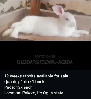 3 Months+ Rabbits