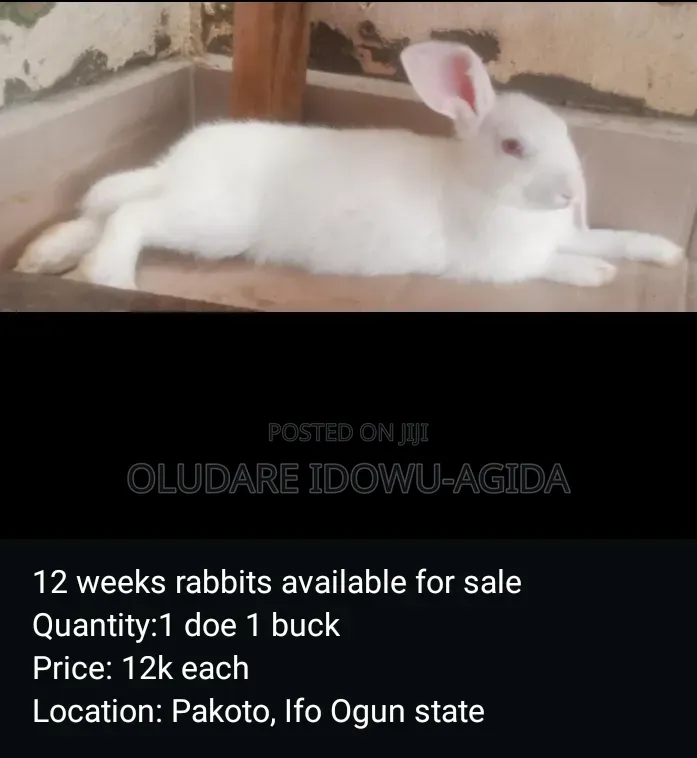 3 Months+ Rabbits