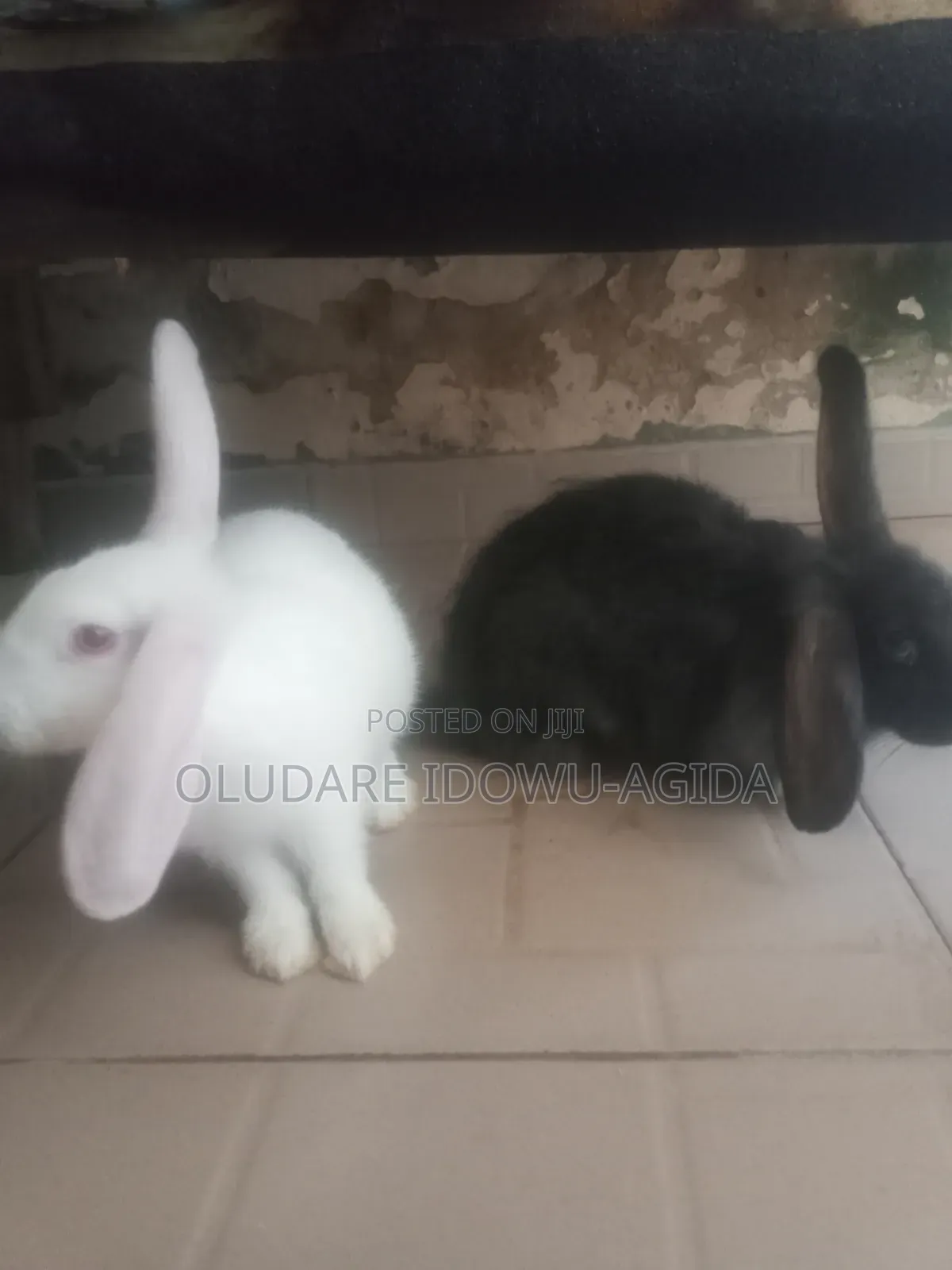 3 Months+ Rabbits