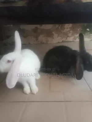 3 Months+ Rabbits
