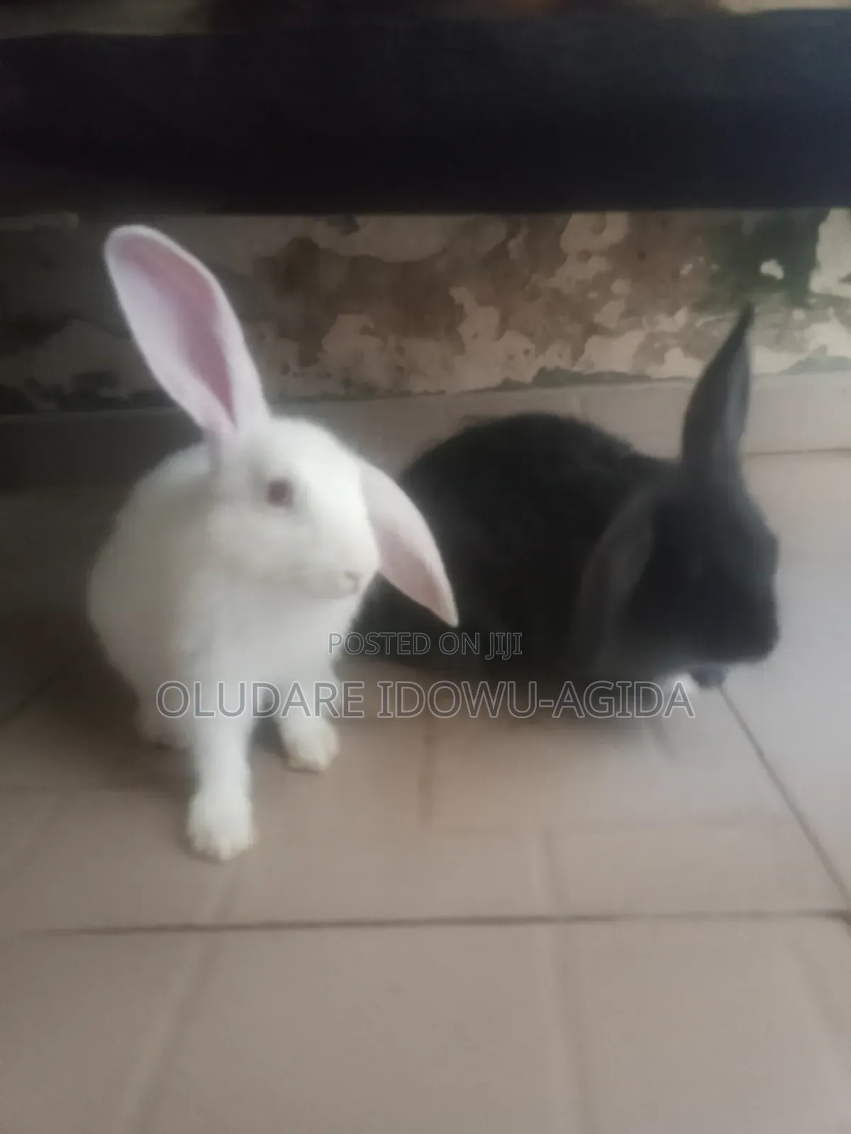 3 Months+ Rabbits