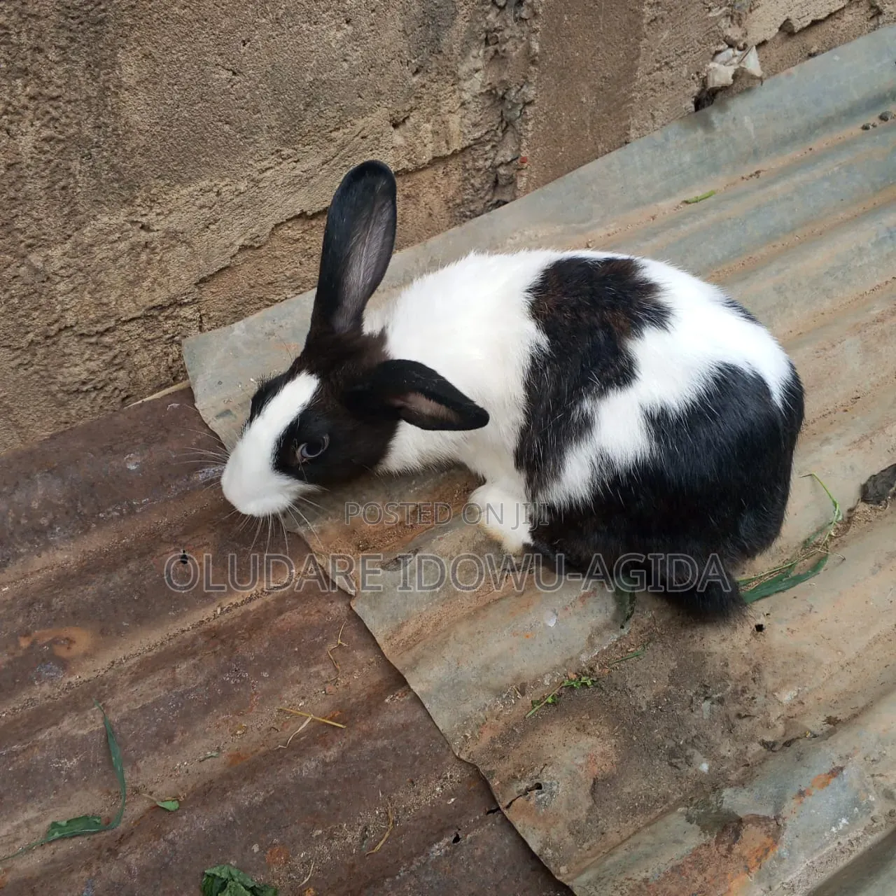 3 Months+ Rabbits