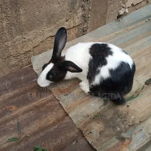 3 Months+ Rabbits