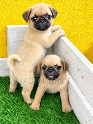 1-3 months Female Purebred Pug
