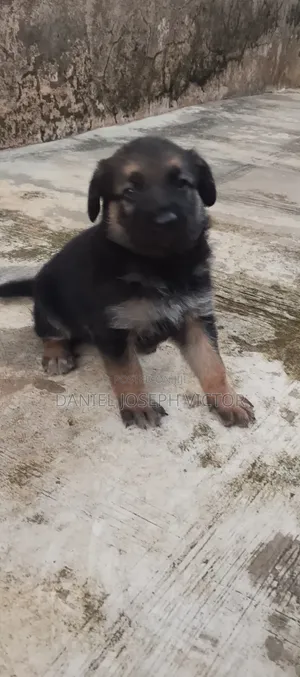 1-3 months Male Purebred German Shepherd