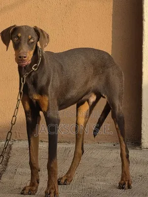 6-12 months Male Purebred Doberman Pinscher